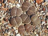 Lithops lesliei  C151